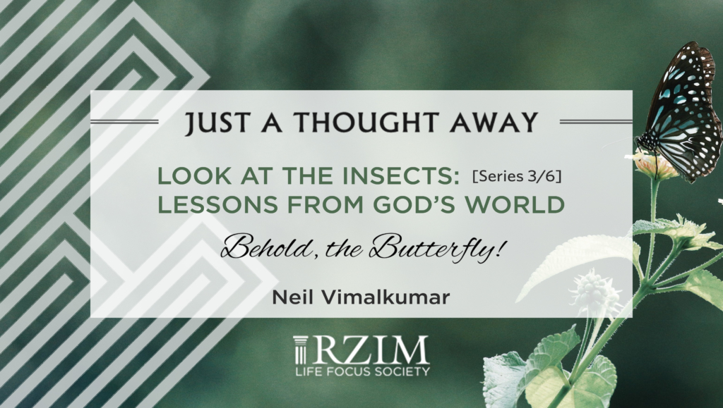 This is the third episode in 'Look at the Insects', a six-part series by Neil Vimalkumar. Here he draws two lessons from the butterfly -- one is on transformation and the other is that we are pilgrims in the journey of life.